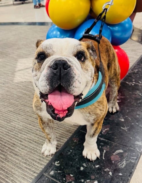 MELON - Bulldog available for adoption