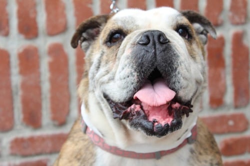 MELON - Bulldog available for adoption