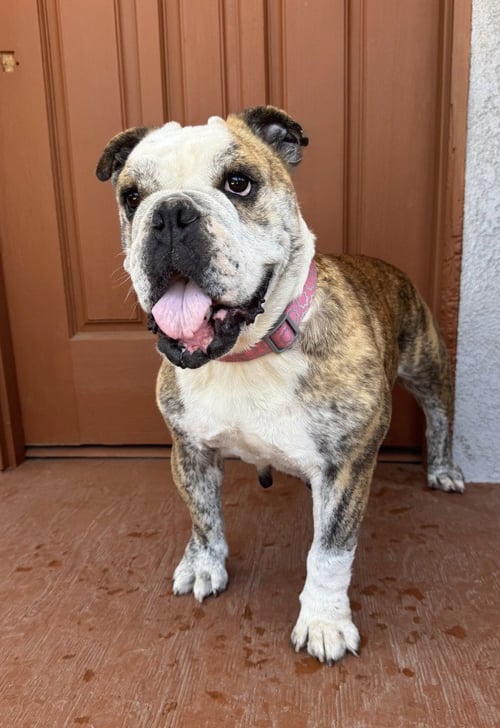 MELON - Bulldog available for adoption
