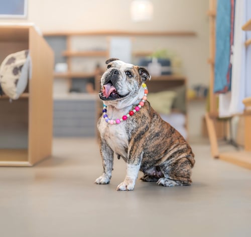 MELON - Bulldog available for adoption