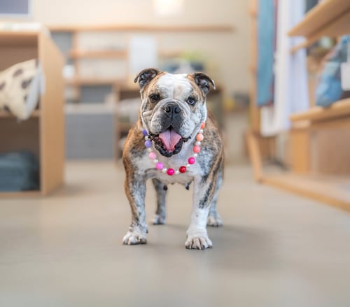 MELON - Bulldog available for adoption