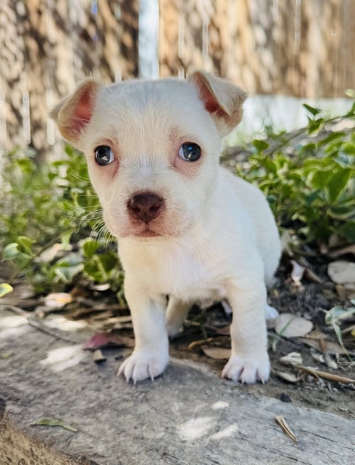 PANSY - Chihuahua available for adoption