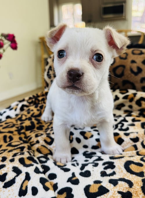 PANSY - Chihuahua available for adoption