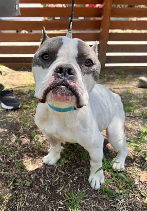 CODY - Pit Bull Terrier available for adoption