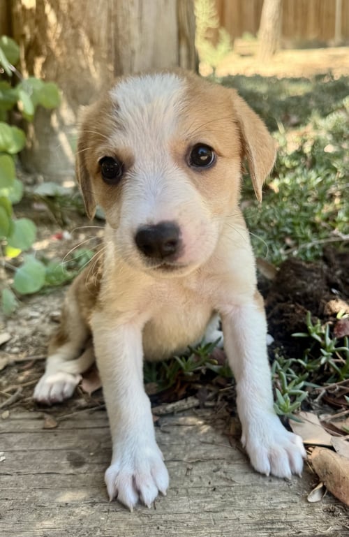 CERA - Labrador Retriever available for adoption