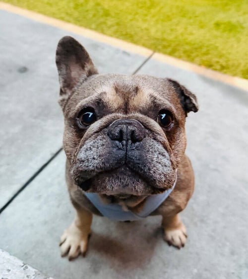 KIRBY - French Bulldog available for adoption