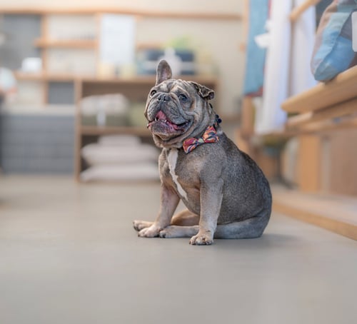 KIRBY - French Bulldog available for adoption