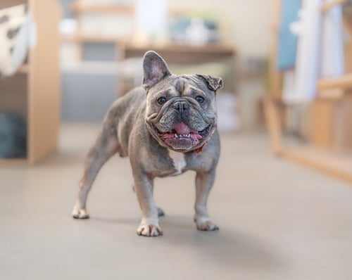 KIRBY - French Bulldog available for adoption