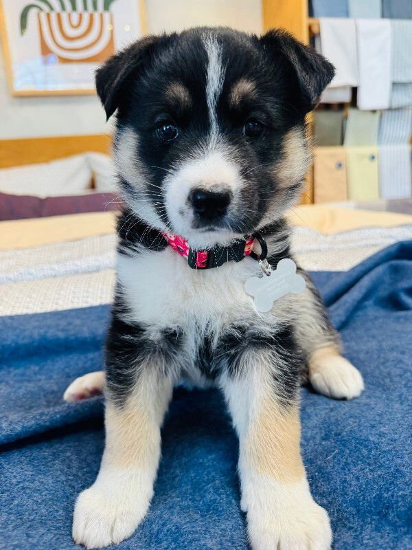 MOLLY - Smooth Collie available for adoption