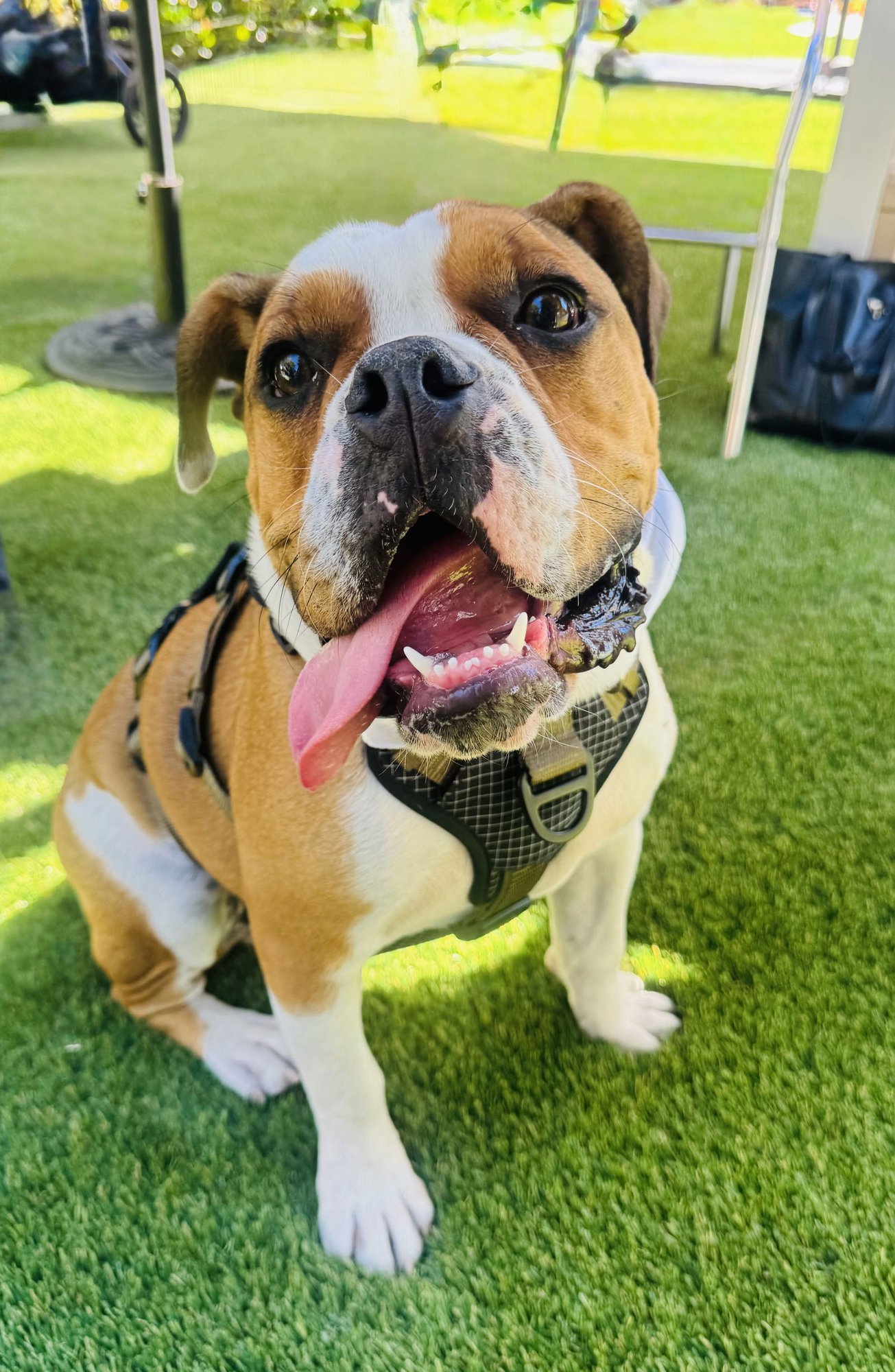 MEATBALL - Bulldog / Boxer available for adoption