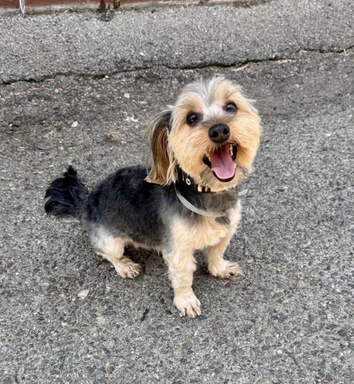 CALVIN - Yorkshire Terrier Yorkie available for adoption