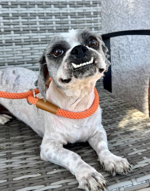 GIZMO - Shih Tzu available for adoption