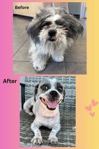 Gizmo - Photo 4