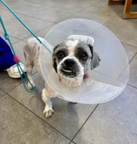 Gizmo - Photo 3