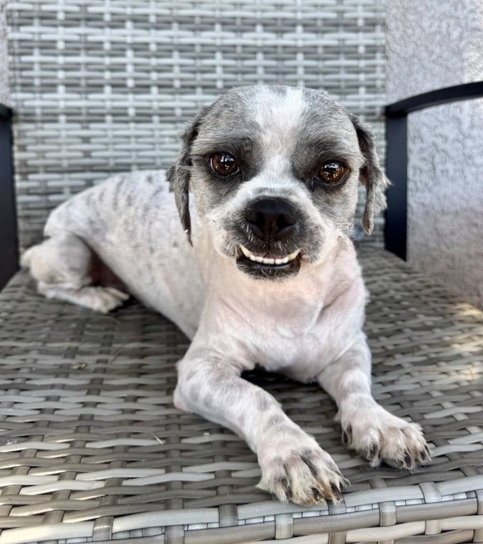 Gizmo Image