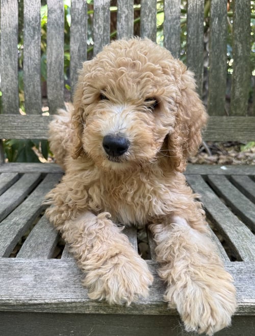 ERNIE