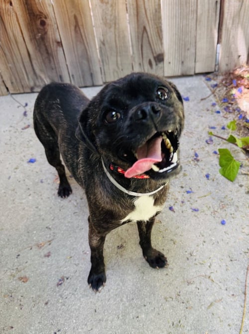 PUMA - Pug available for adoption