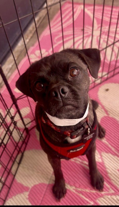 PUMA - Pug available for adoption