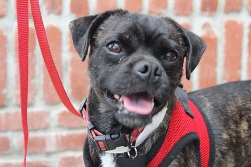 PUMA - Pug available for adoption