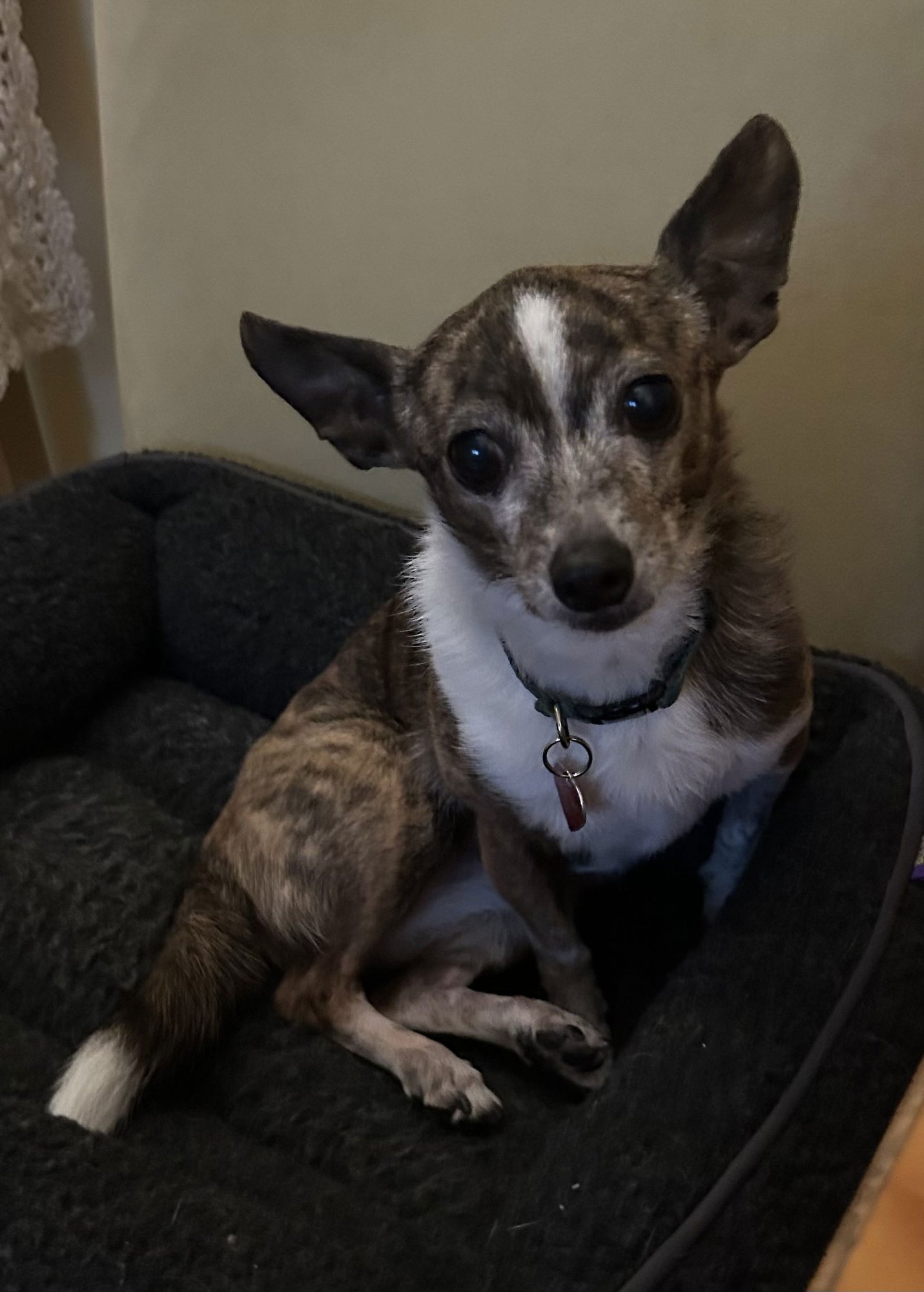 TRIXIE  -CONTACT SYLVA - Toy Fox Terrier / Chihuahua available for adoption