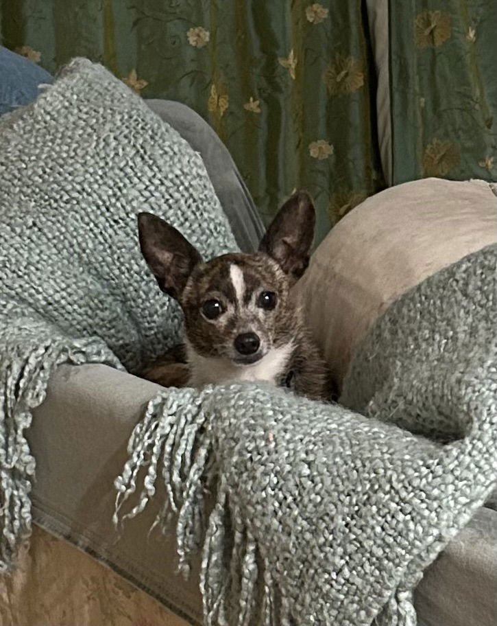 TRIXIE  -CONTACT SYLVA - Toy Fox Terrier / Chihuahua available for adoption