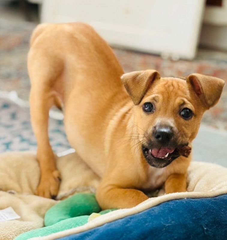 HANK - Chihuahua / Dachshund available for adoption