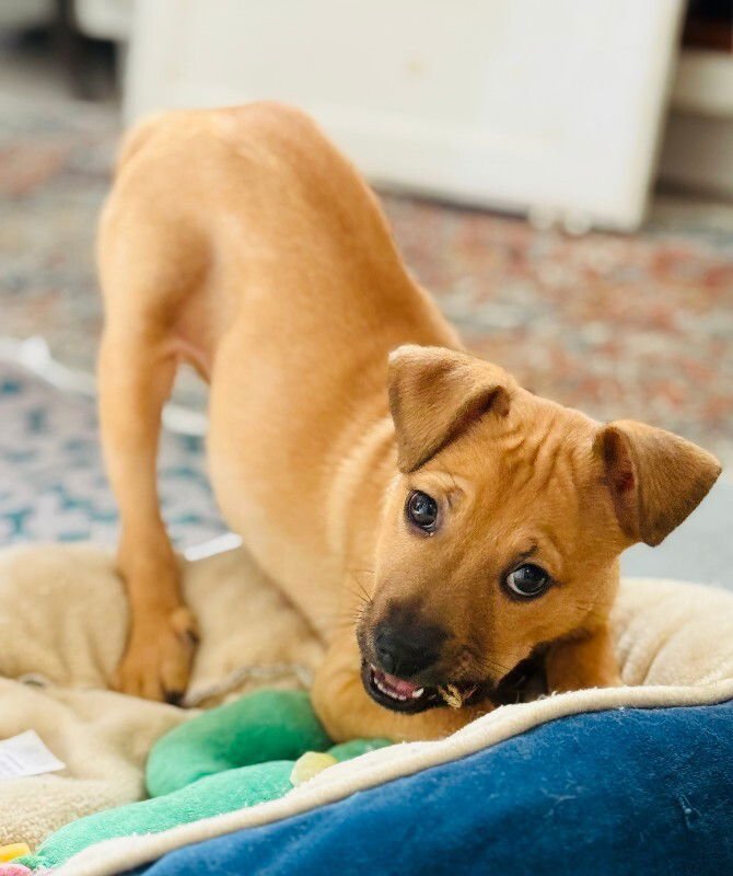 HANK - Chihuahua / Dachshund available for adoption