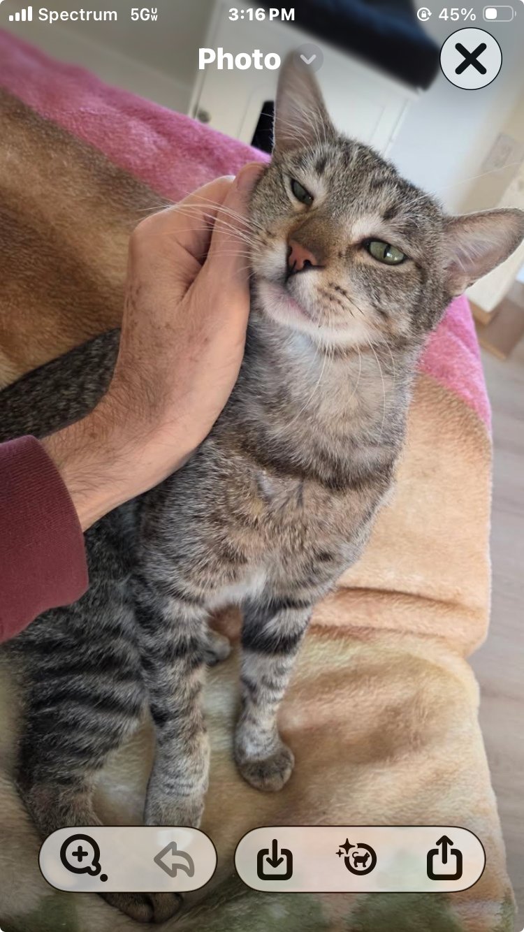 MR. CAT  CONTACT-SYLVA - Tabby available for adoption