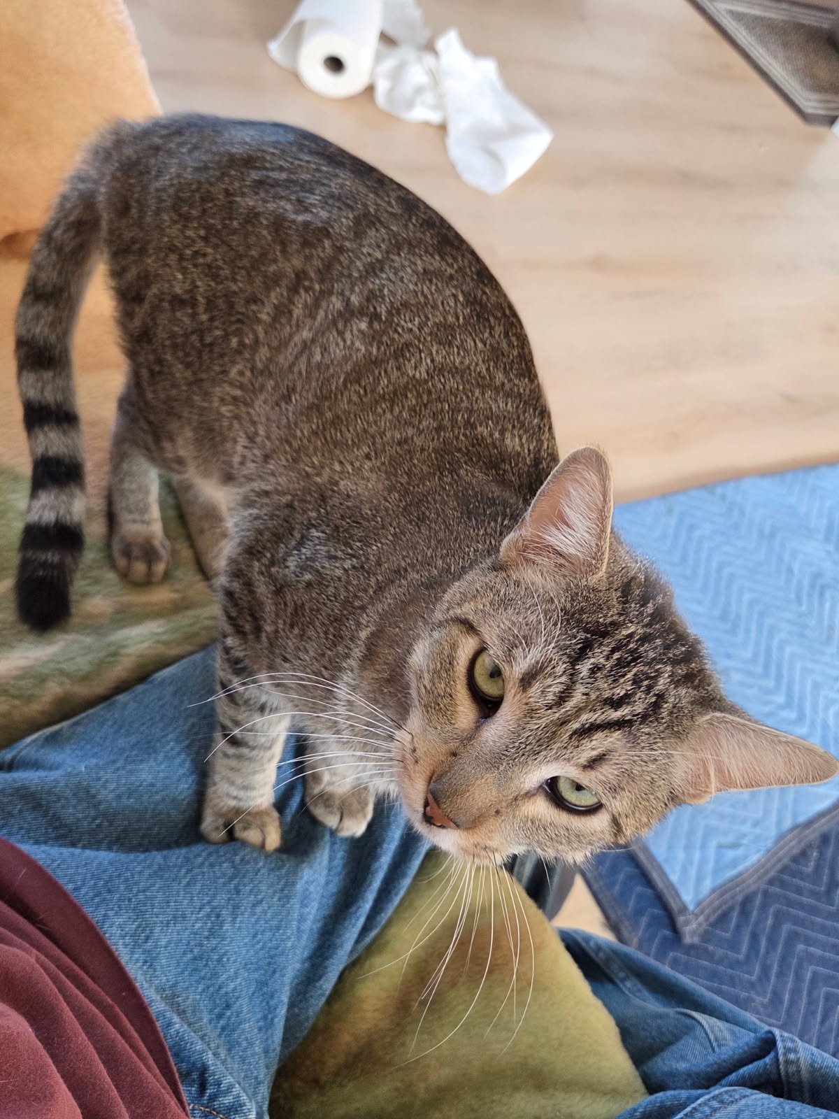 MR. CAT  CONTACT-SYLVA - Tabby available for adoption