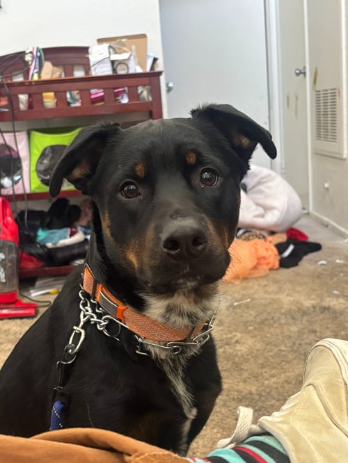 SILAS - Rottweiler available for adoption