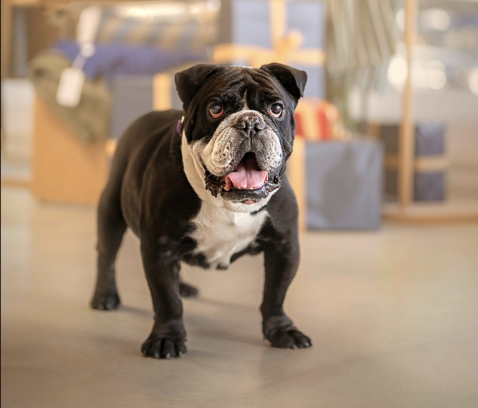 TITUS - Bulldog available for adoption