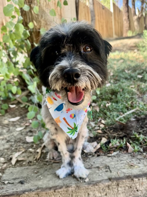 ASHER - Maltese available for adoption