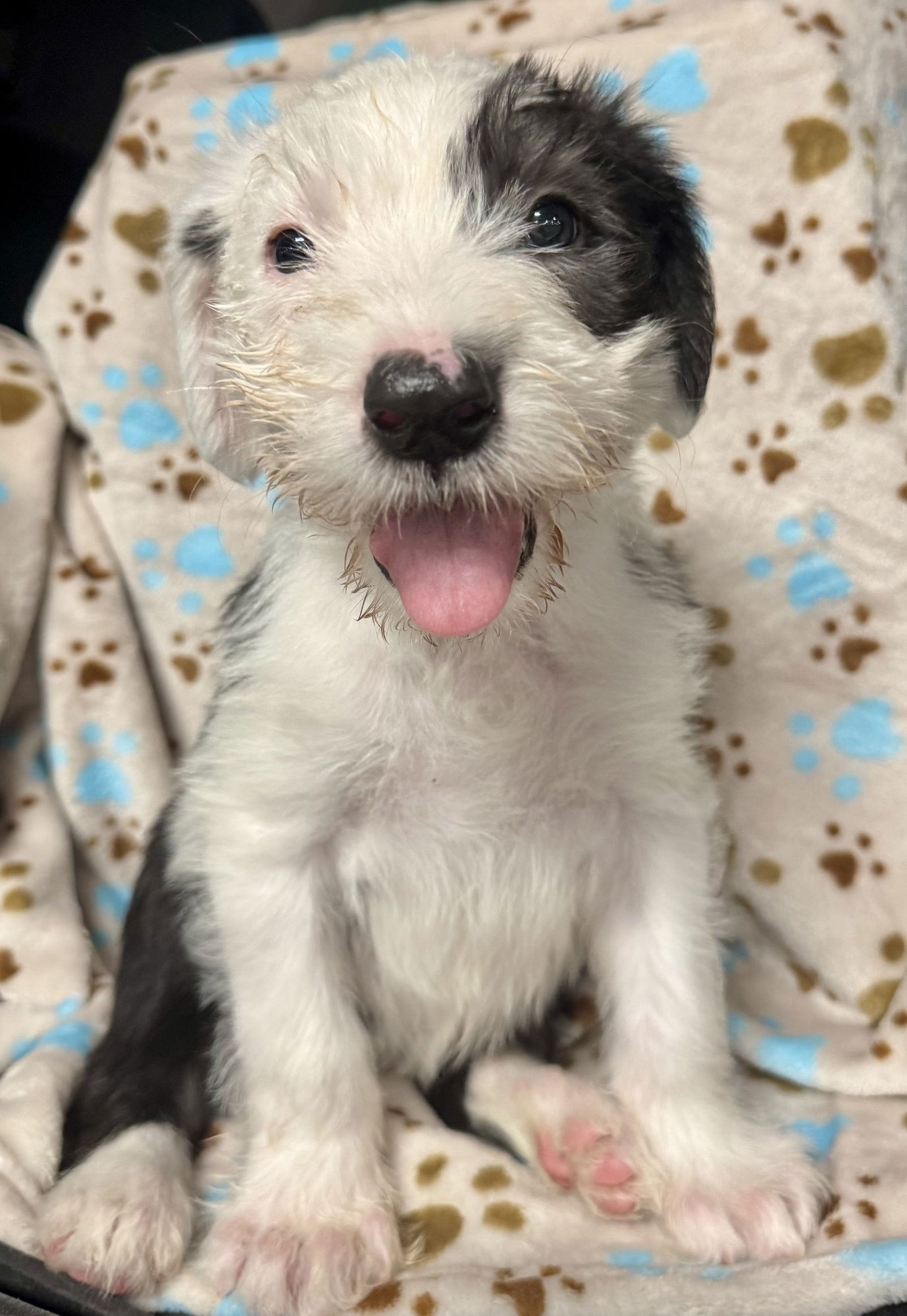 OTIS - Old English Sheepdog / Neapolitan Mastiff available for adoption