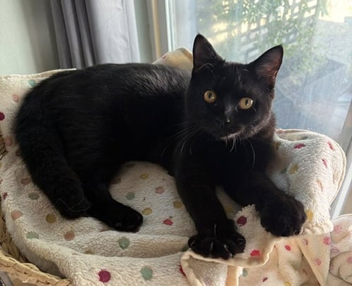 AMBER & JAGUAR CONTACT SYLVA - Persian / Tortoiseshell available for adoption