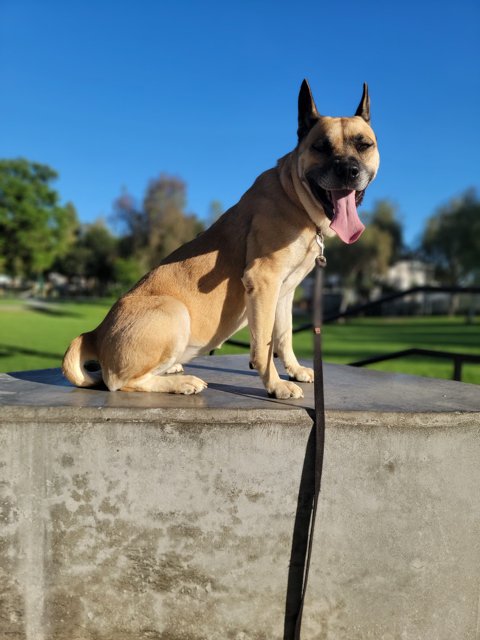 LINDA - German Shepherd Dog / Akita available for adoption