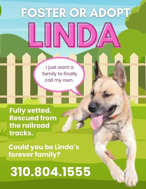 LINDA - German Shepherd Dog / Akita available for adoption