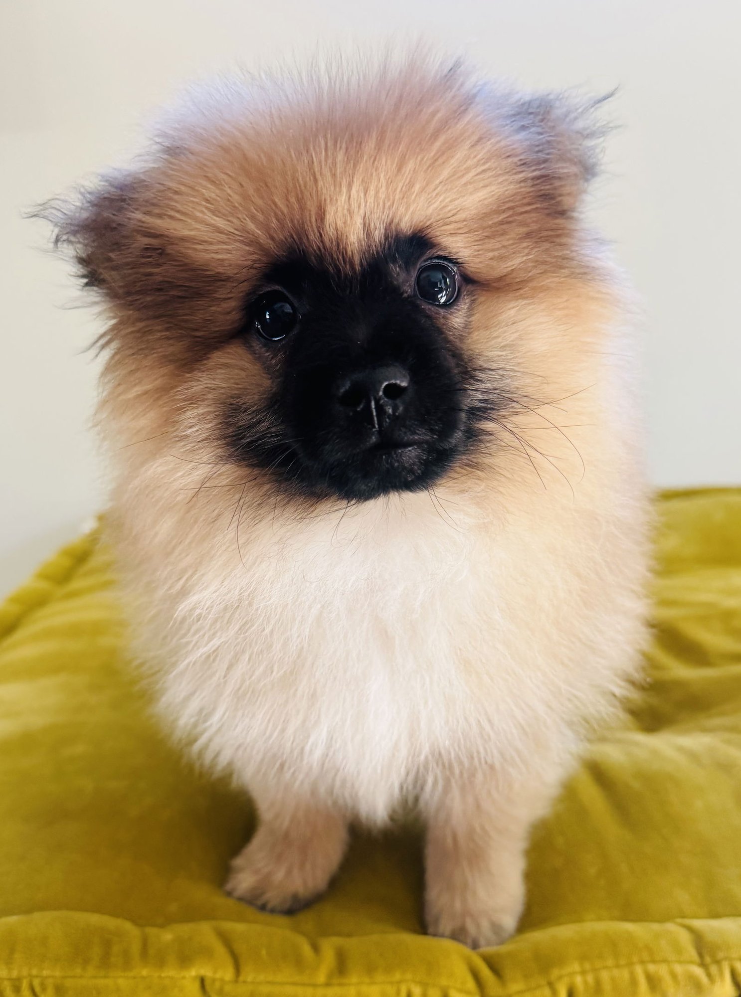 ALFIE - Pomeranian available for adoption