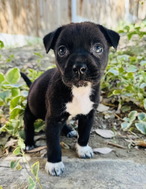 FOREST - Chihuahua available for adoption