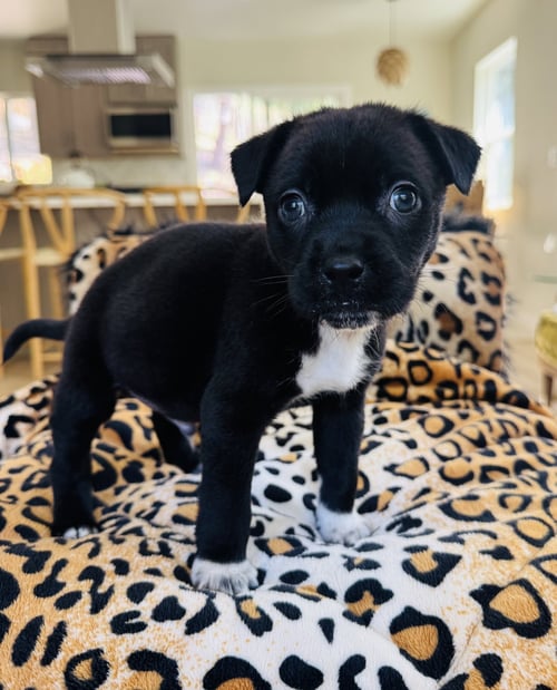 FOREST - Chihuahua available for adoption