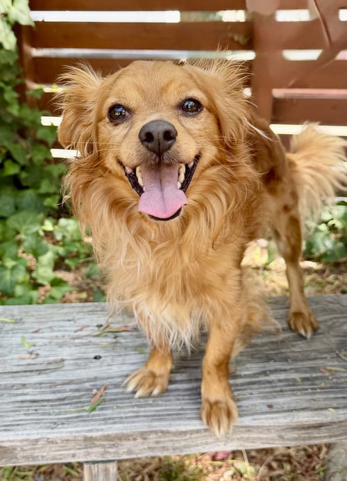 WYATT - Papillon available for adoption