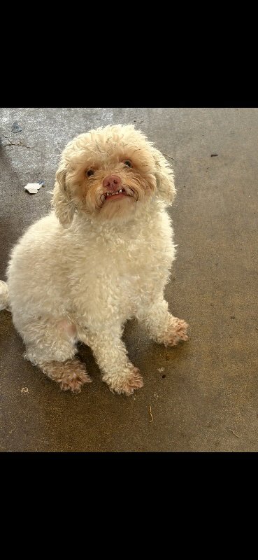 DUSTY - Poodle (Miniature) available for adoption