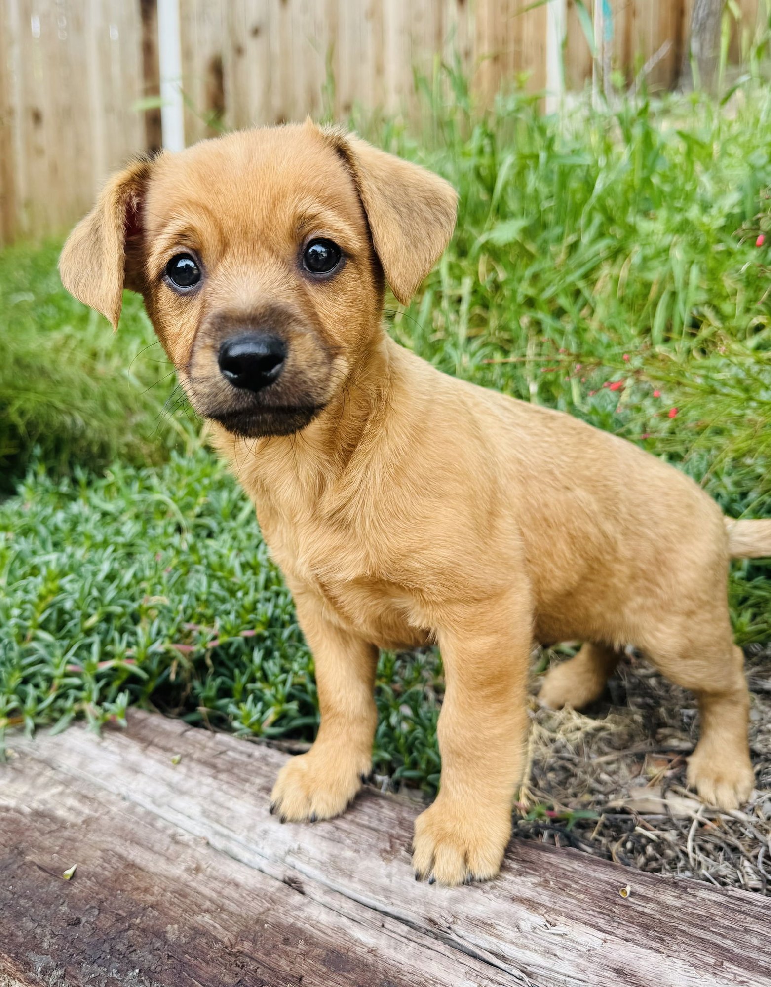 TOFFEE - Collie available for adoption
