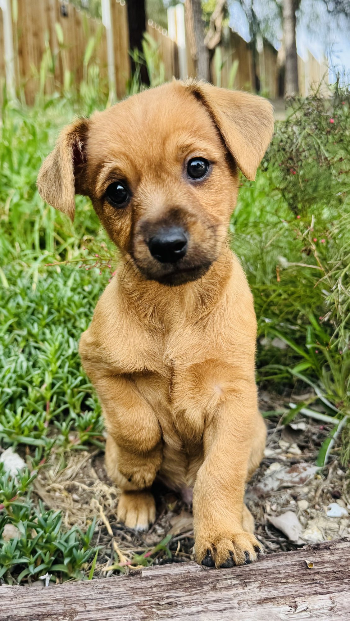 TOFFEE - Collie available for adoption