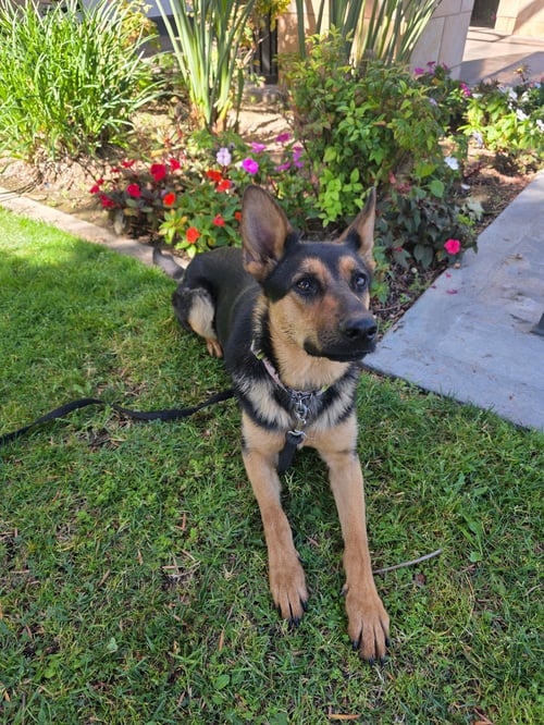 OLIVE CONTACT SYLVA - Shepherd available for adoption