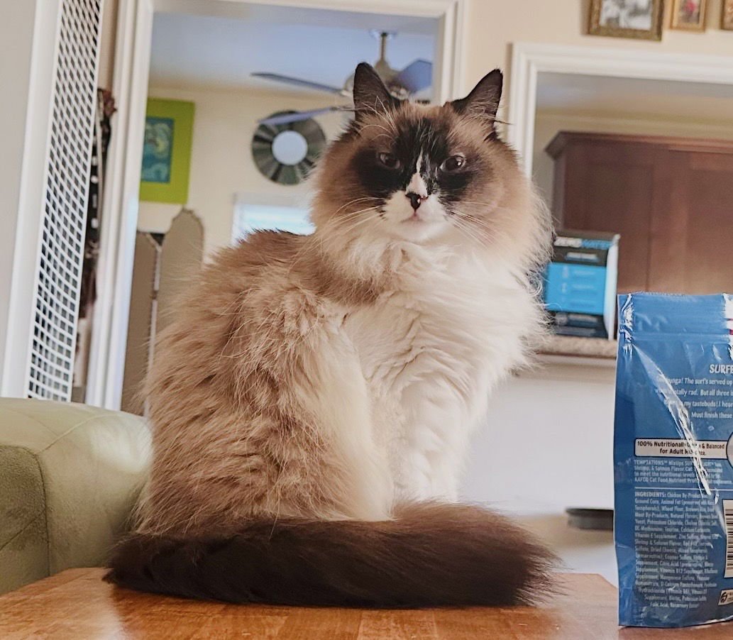 CINNAMON - Ragdoll available for adoption