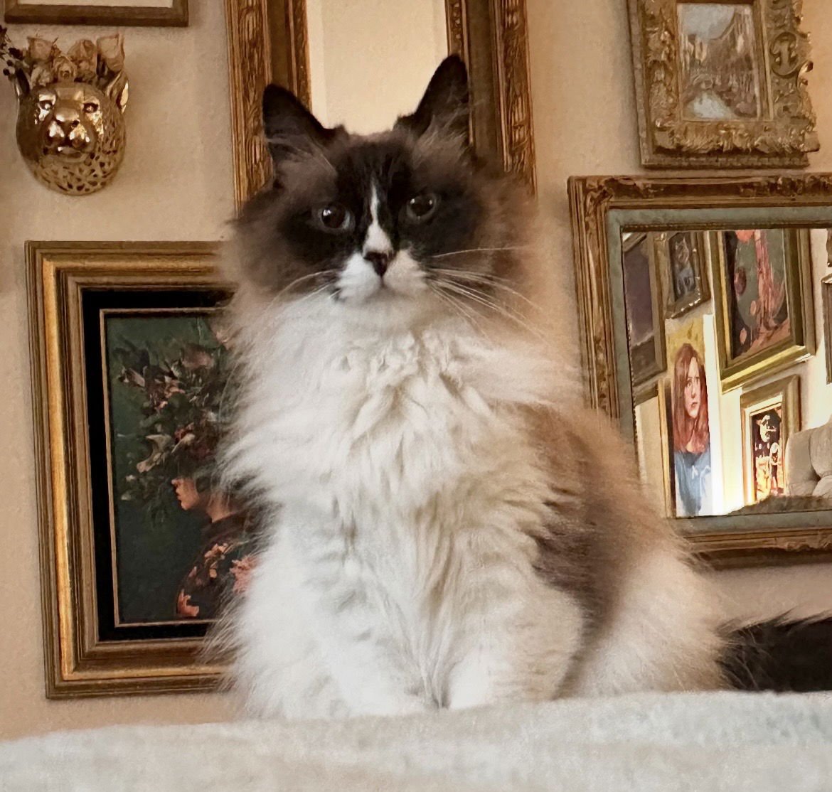 CINNAMON - Ragdoll available for adoption