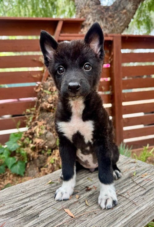 PRIYA - Schipperke available for adoption