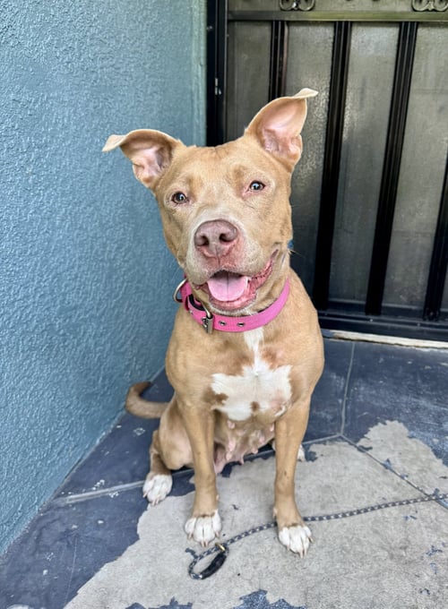 WINNIE - Pit Bull Terrier available for adoption