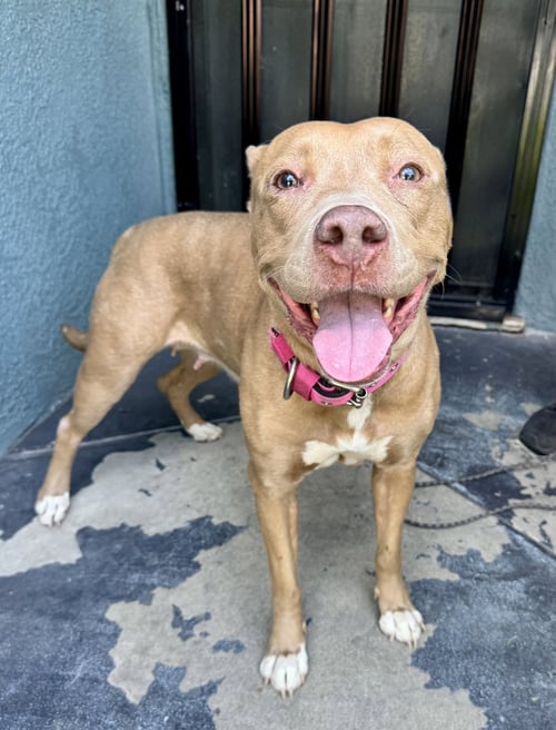 WINNIE - Pit Bull Terrier available for adoption