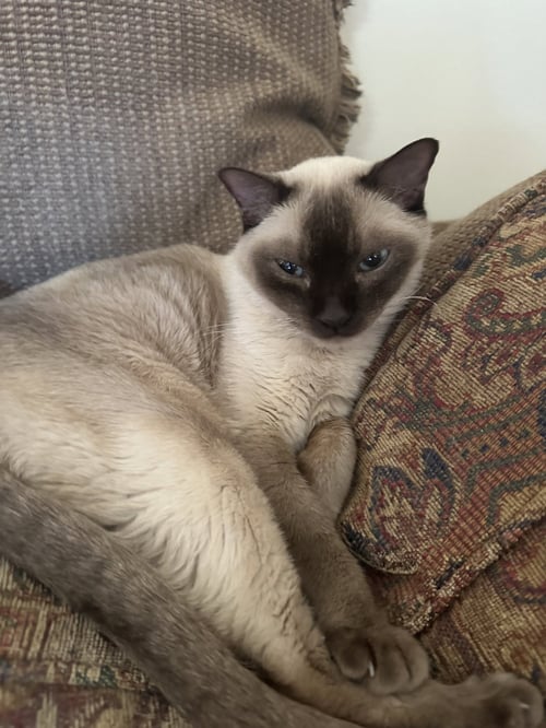 HAYMISH AND ISLA  CONTACT SYLVA - Siamese available for adoption